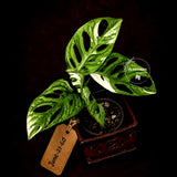 Variegated Monstera Adansonii Albo - Rare Exact Plant - (June-21-60)