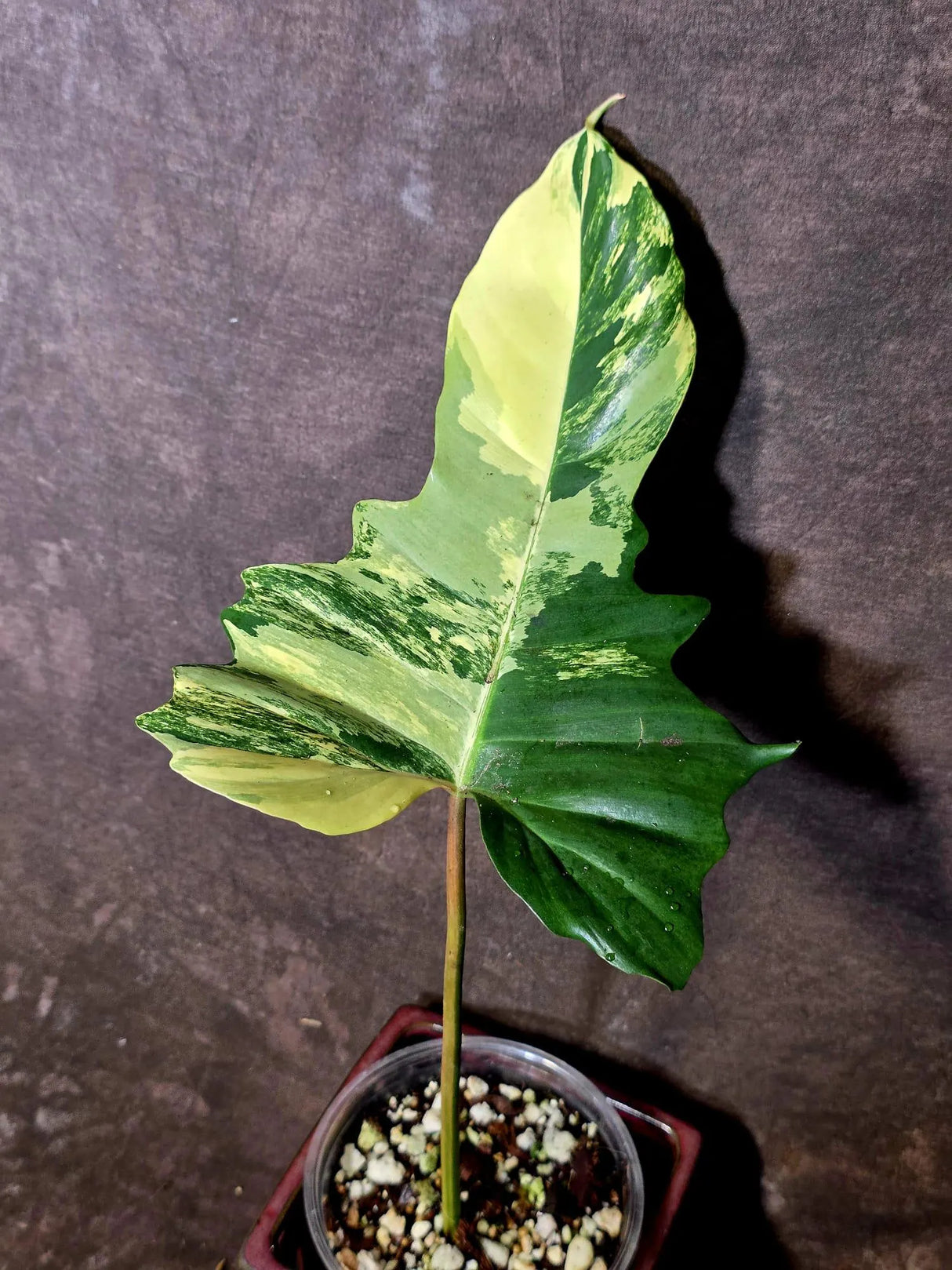 Variegated Philodendron Florida Beauty x Mayoi - (June-5-71)