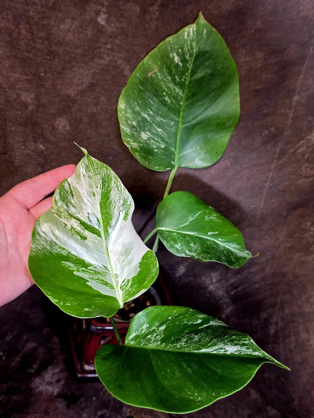 Variegated Monstera Albo - Rare White Monstera Borsigiana (6-5-23)