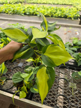 Philodendron Brasil in 4" Nursery Pot - Variegated Heartleaf Philodendron with Trailing Vines - Easy Care Indoor Plant