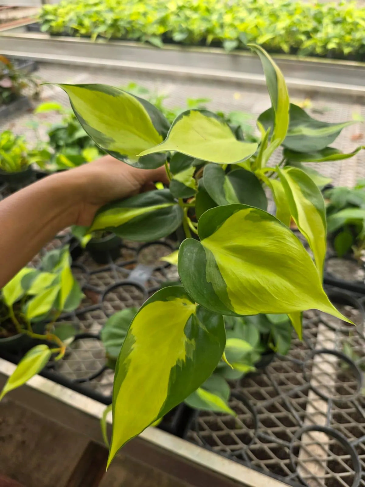 Philodendron Brasil in 4" Nursery Pot - Variegated Heartleaf Philodendron with Trailing Vines - Easy Care Indoor Plant