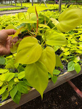 Neon Philodendron in 4" Nursery Pot - Lemon Lime Philodendron - Bright Indoor Plant - Easy Care Houseplant - Trailing Live Plant Gift