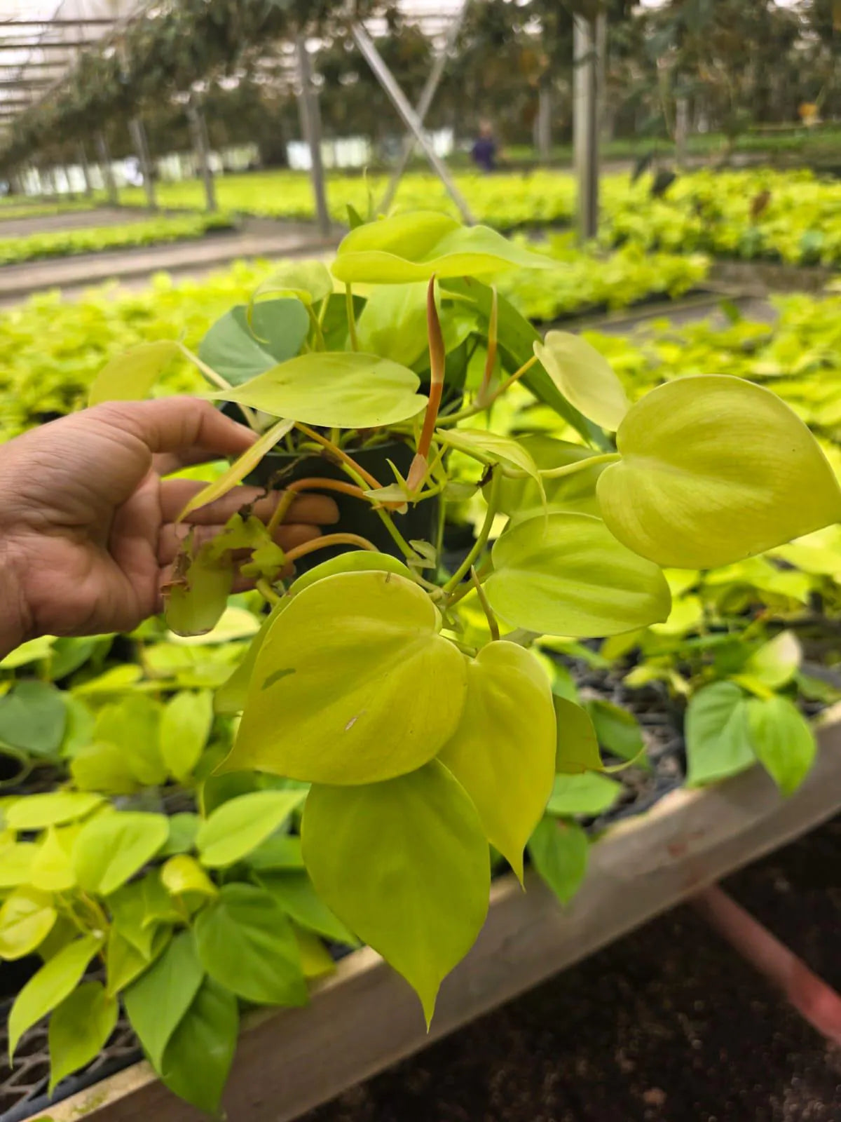 Neon Philodendron in 4" Nursery Pot - Lemon Lime Philodendron - Bright Indoor Plant - Easy Care Houseplant - Trailing Live Plant Gift
