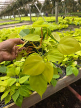 Neon Philodendron in 4" Nursery Pot - Lemon Lime Philodendron - Bright Indoor Plant - Easy Care Houseplant - Trailing Live Plant Gift