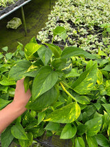 Golden Pothos in 3" Nursery Pot - Devil’s Ivy Plant - Indoor Houseplant - Easy Care Plant - Air Purifying Plant - Live Trailing Plant Gift