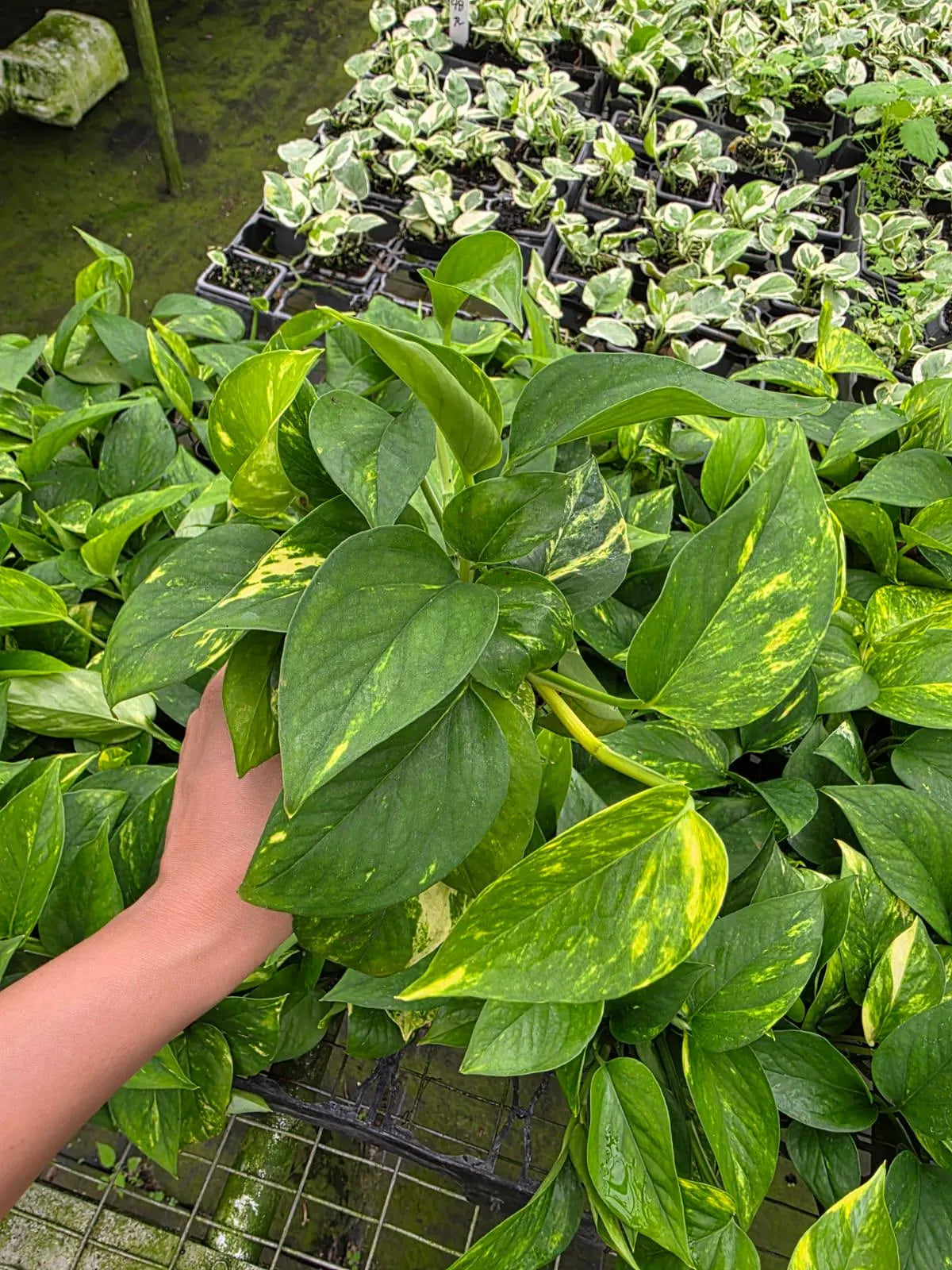 Golden Pothos in 3" Nursery Pot - Devil’s Ivy Plant - Indoor Houseplant - Easy Care Plant - Air Purifying Plant - Live Trailing Plant Gift