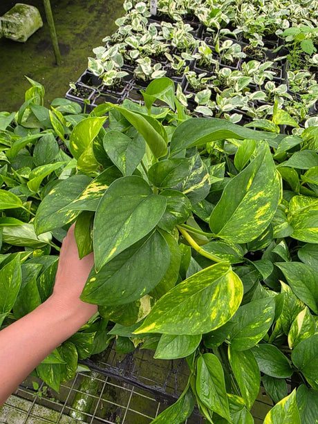 Golden Pothos in 3" Nursery Pot - Devil’s Ivy Plant - Indoor Houseplant - Easy Care Plant - Air Purifying Plant - Live Trailing Plant Gift