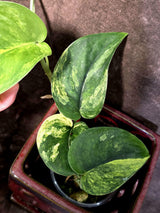 Scindapsus Jade Satin Variegated - Yellow Variegation - (June-21-61)