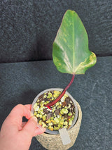 Variegated Philodendron Strawberry Shake - Rare Collector Plant - Exact Plant - US Seller