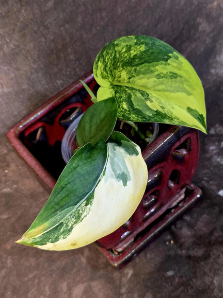 Scindapsus Jade Satin Variegated - Rare Tropical Plant - EXACT Plant - (June-09-24)