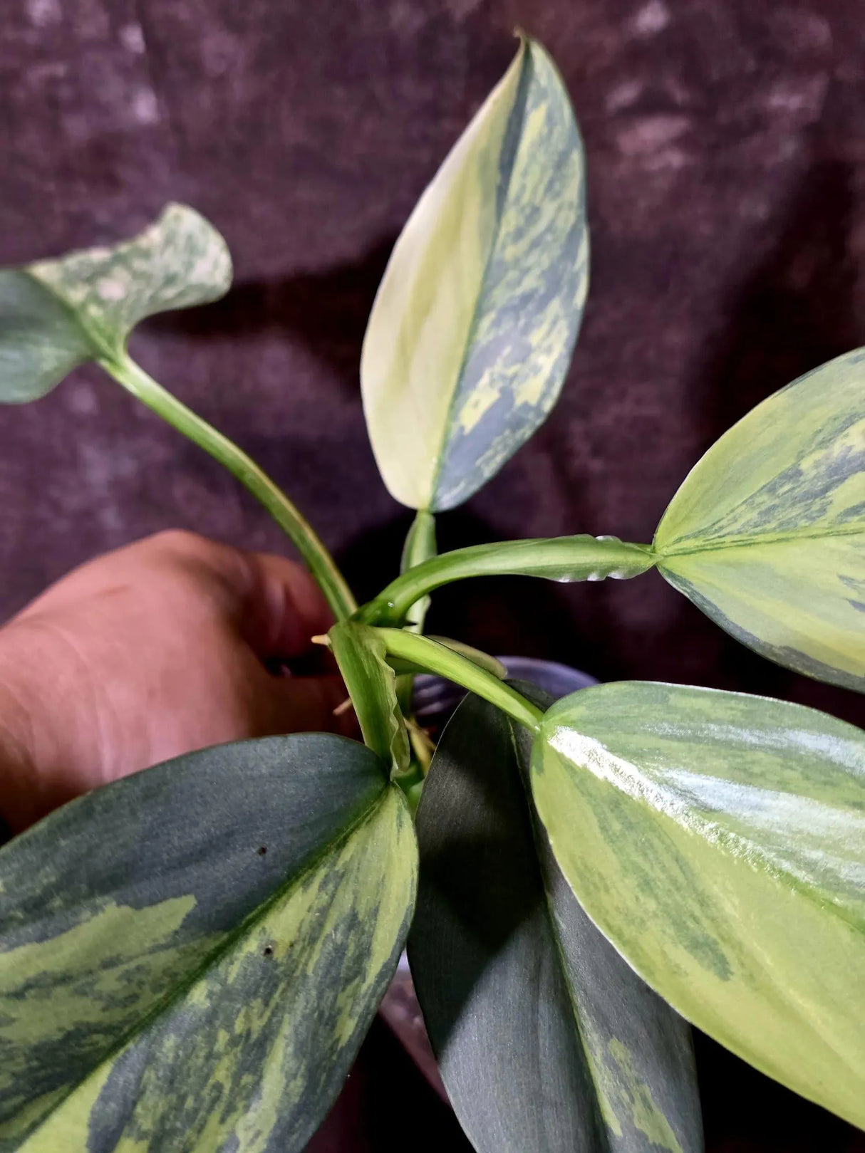 Philodendron Silver Sword Variegated - Rare Collectors Plant - (June-09-30)