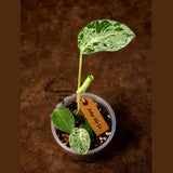 Super Rare Monstera Bulbasaur Variegated Live Plant - Exotic Collector Mint - (July-10-11)