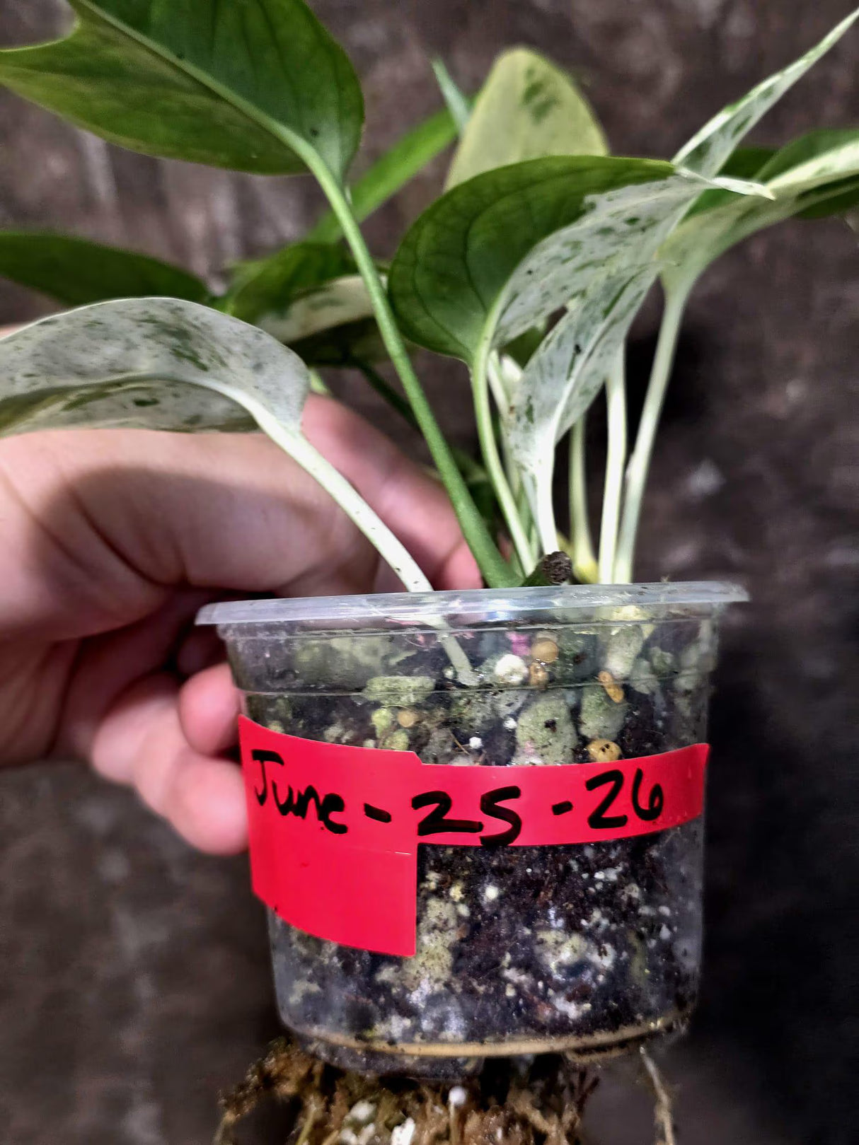 Epipremnum Pinnatum Albo Variegated - Climbing Aroid - (June-25-26)