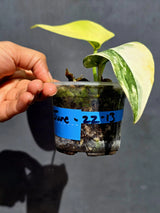 Scindapsus Jade Satin Variegated - Yellow Variegation - (June-22-13)