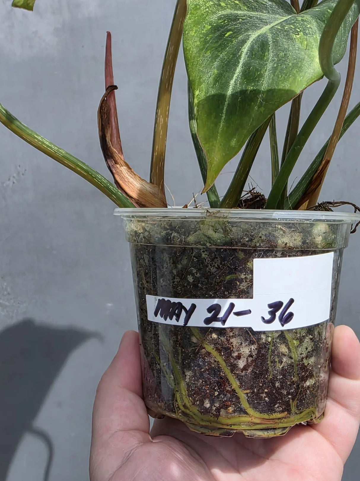Philodendron Gloriosum Tricolor Plant - Super Rare Velvet Leaf Aroid Plant - (May-21-36)