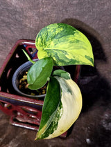 Scindapsus Jade Satin Variegated - Rare Tropical Plant - EXACT Plant - (June-09-24)