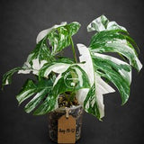 Variegated Monstera Albo - White Albo Borsigiana (Aug-19-12)