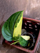Scindapsus Jade Satin Variegated - Rare Tropical Plant - EXACT Plant - (June-09-32)