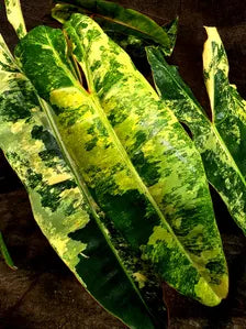 Variegated Philodendron Billietiae Plant - Large Leaf Philodendron - (Aug-19-11)