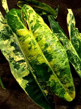 Variegated Philodendron Billietiae Plant - Large Leaf Philodendron - (Aug-19-11)