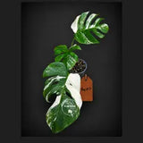 Variegated Monstera Albo - White Albo Borsigiana (Aug-19-9)