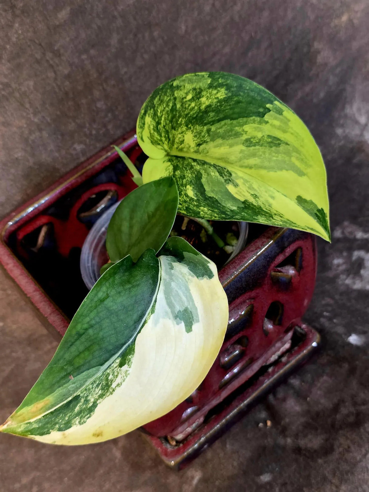 Scindapsus Jade Satin Variegated - Rare Tropical Plant - EXACT Plant - (June-09-24)