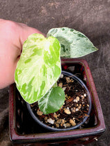 Super Rare Monstera Bulbasaur Variegated Live Plant - Exotic Collector Mint - (July-10-10)