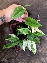 Epipremnum Pinnatum Albo Variegated - Climbing Aroid - (June-25-26)
