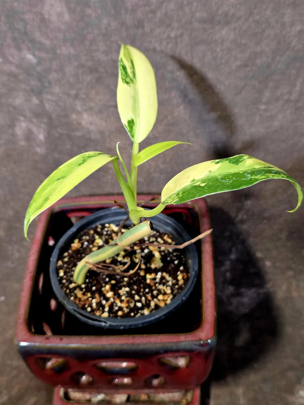 Philodendron Domesticum Variegated Plant - Live Tropical House plant - (June-9-03)