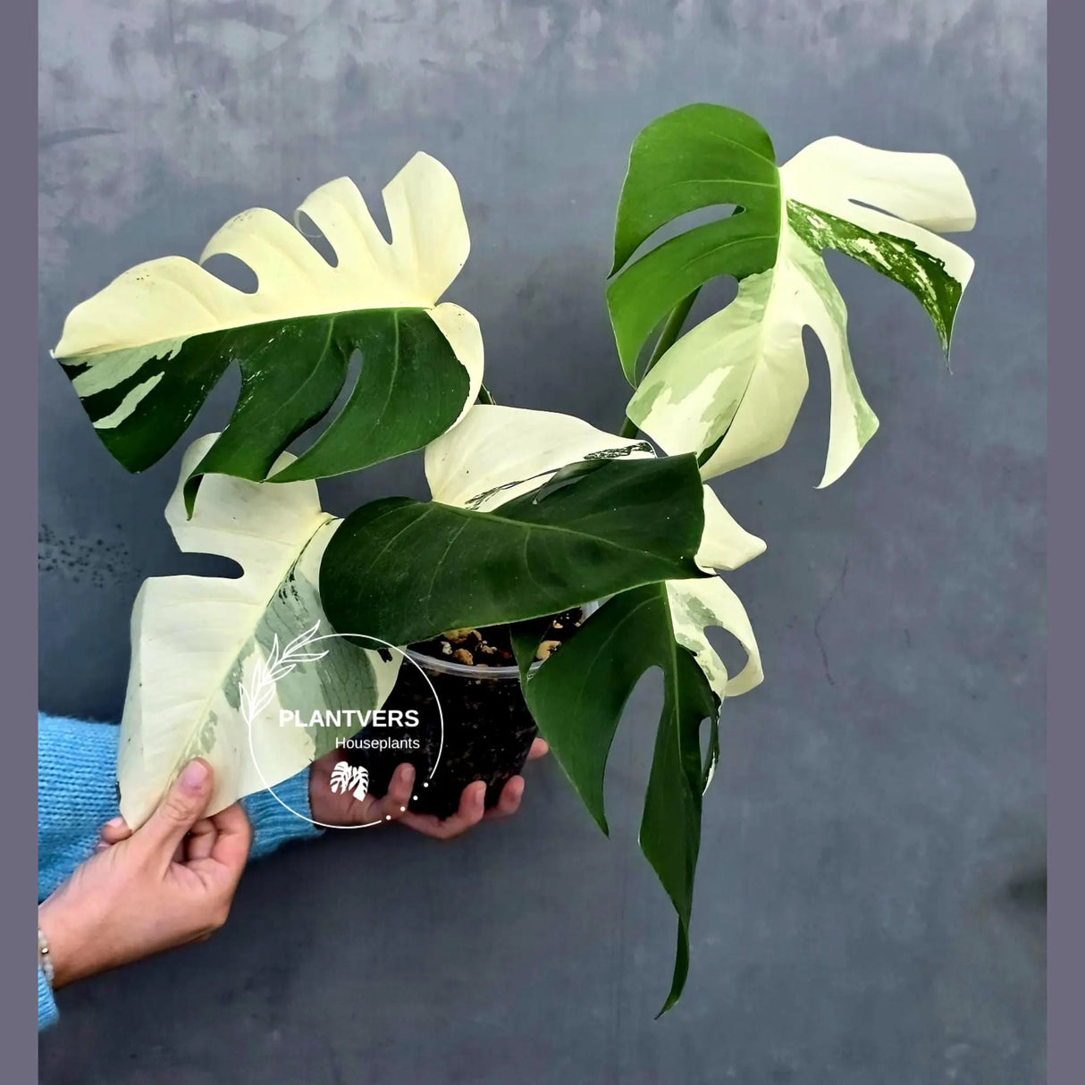 Rare Variegated Monstera Albo Half-Moon Leaf Plant - White Albo Borsigiana Plant - EXACT Plant - US Seller