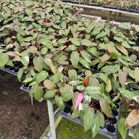 Philodendron Pink Princess, Indoor Plants, Easy Care Houseplant, Starter Plant