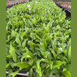 Staghorn Fern