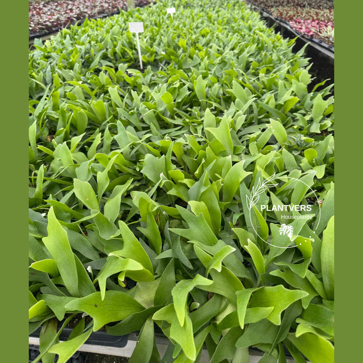 Staghorn Fern