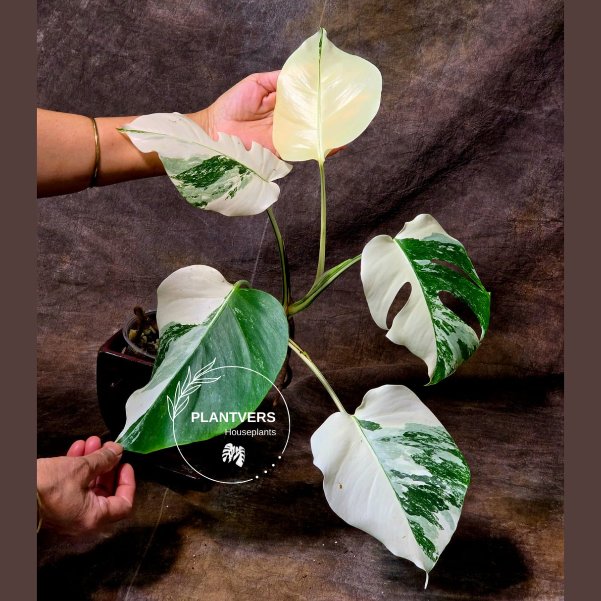 Rare Variegated Monstera Albo - White Albo Borsigiana EXACT Plant - US Seller