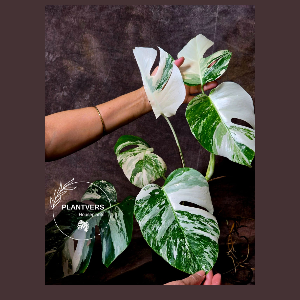 White Monstera Albo 