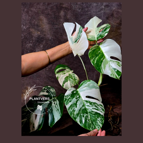 White Monstera Albo 