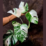 Rare Monstera Albo