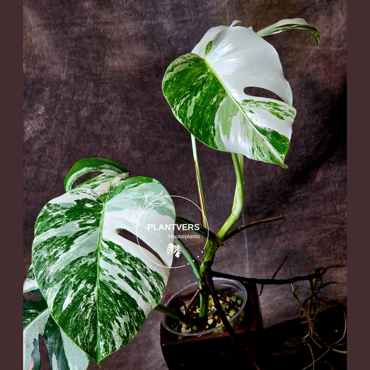 Rare Variegated Monstera Albo