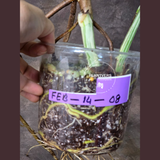 Rare Variegated Monstera Albo - White Albo Borsigiana EXACT Same Plant - US Seller