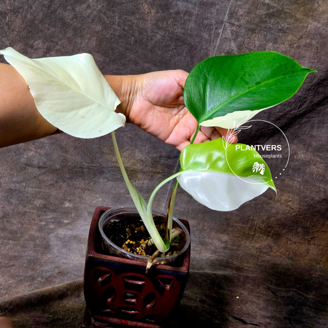 Monstera Borsigiana Albo