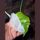 Monstera Albo Baby Leaf Plant