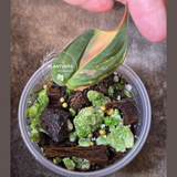 Mican Aurea Potted Plant