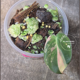 Variegated Philodendron 