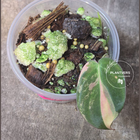 Variegated Philodendron 