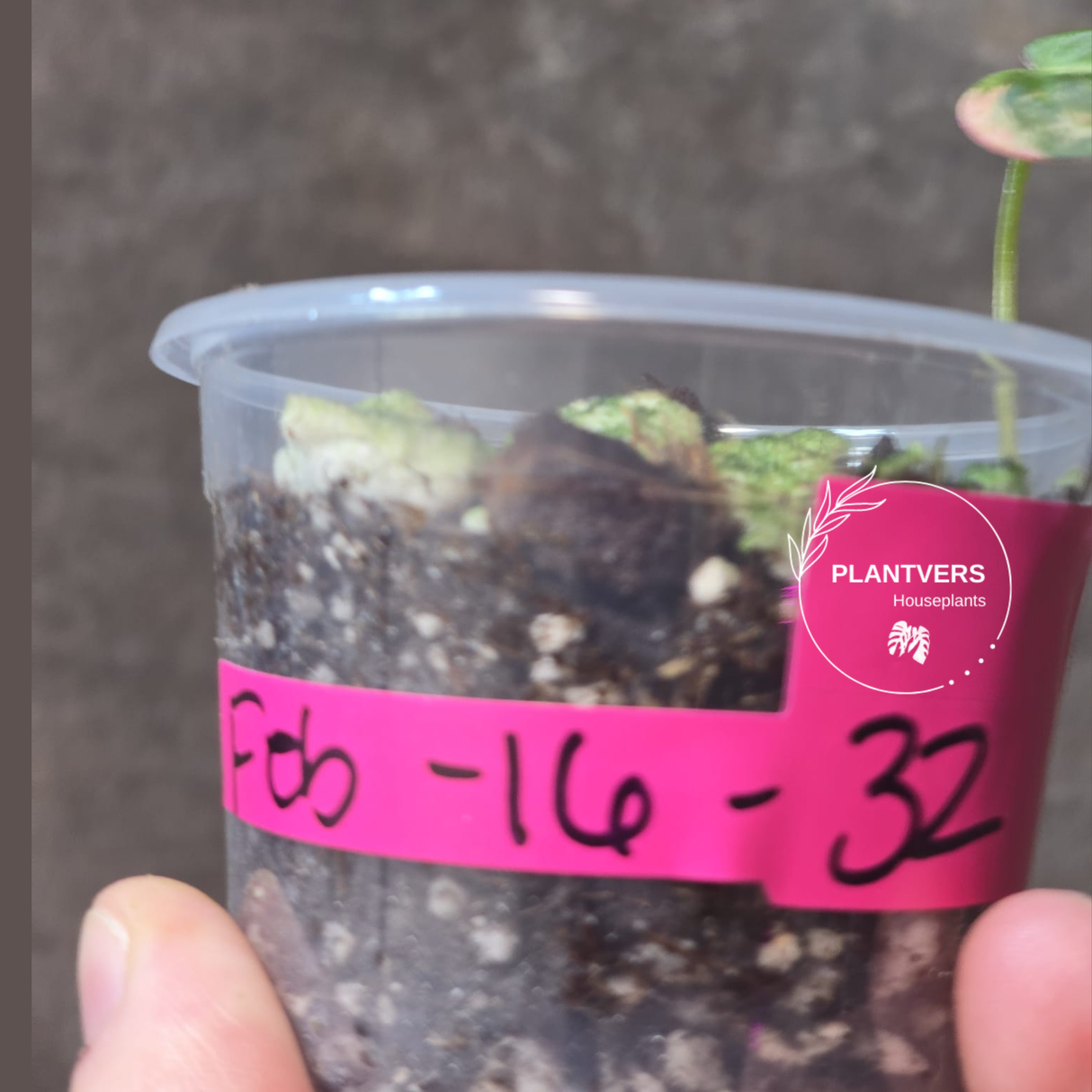 Variegated Philodendron Mican Aurea Potted Plant - Rare Collector Plant - EXACT Plant - US SELLER