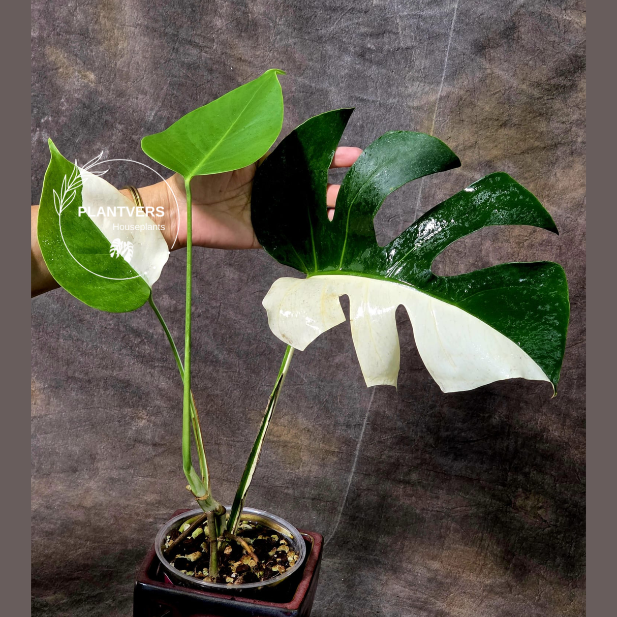 White Albo Borsigiana Plant