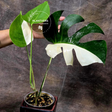 Variegated Monstera Albo Plant