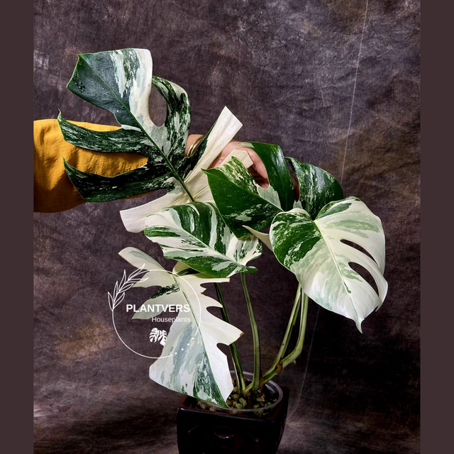 Variegated Monstera Albo Plant