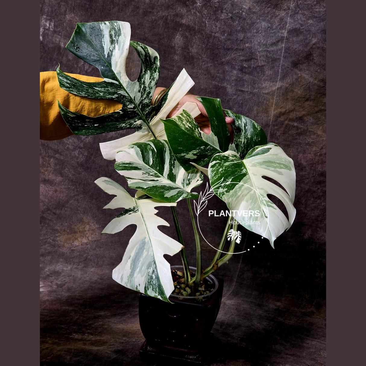 Mature Monstera Albo Plant