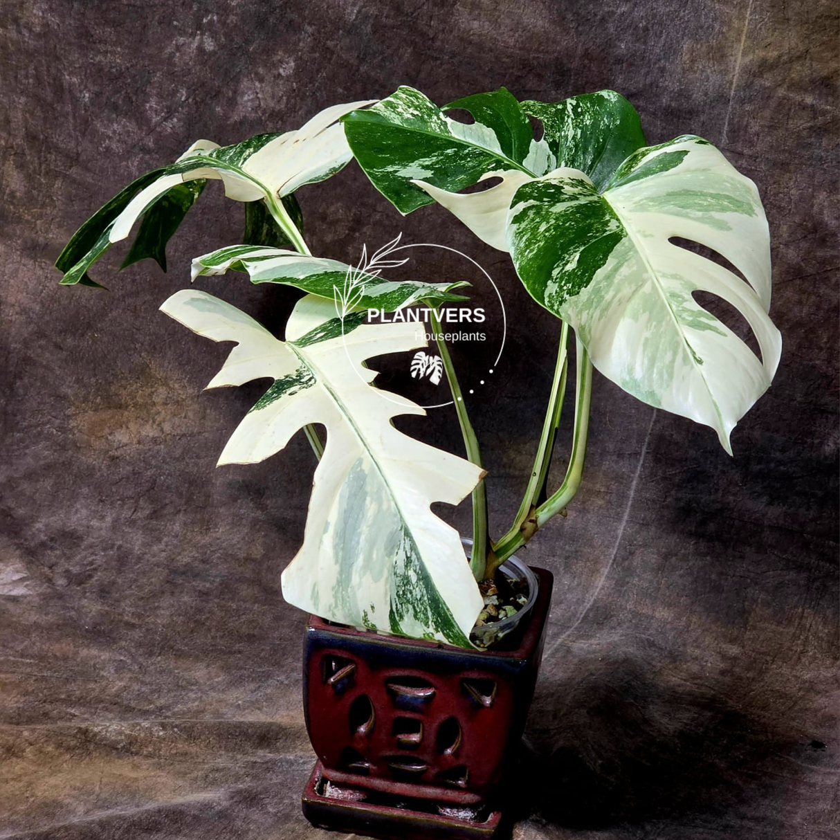 White Albo Borsigiana Plant